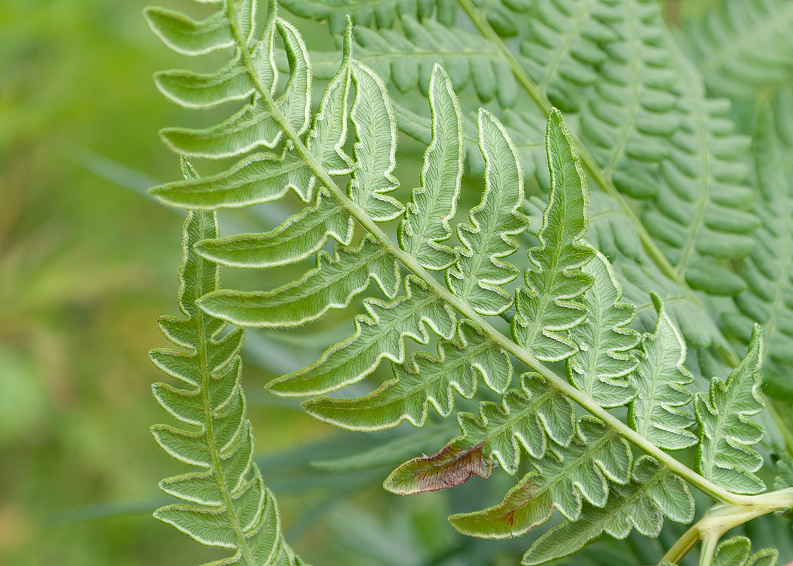Изображение особи Pteridium japonicum.