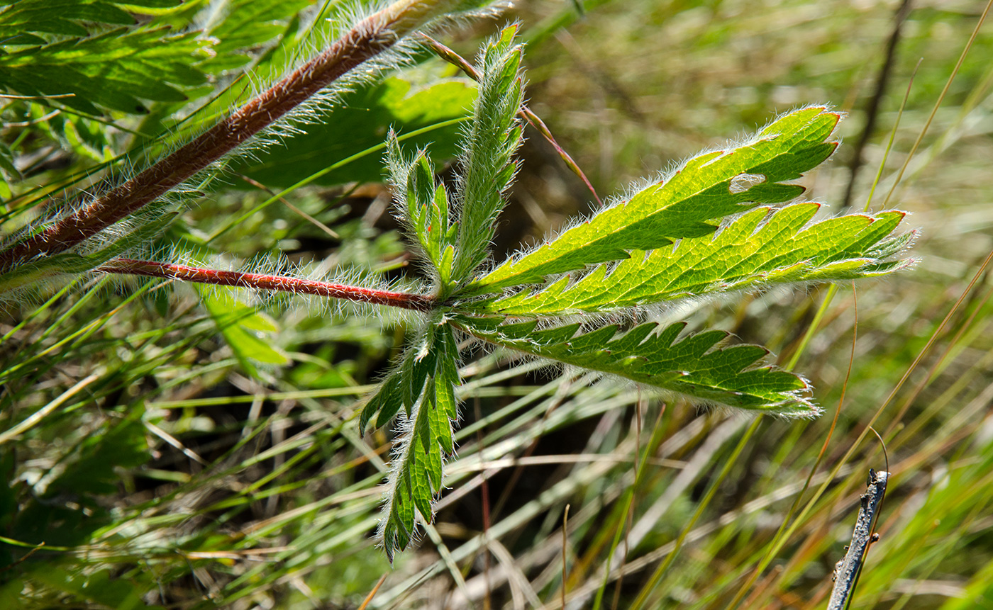 Изображение особи род Potentilla.