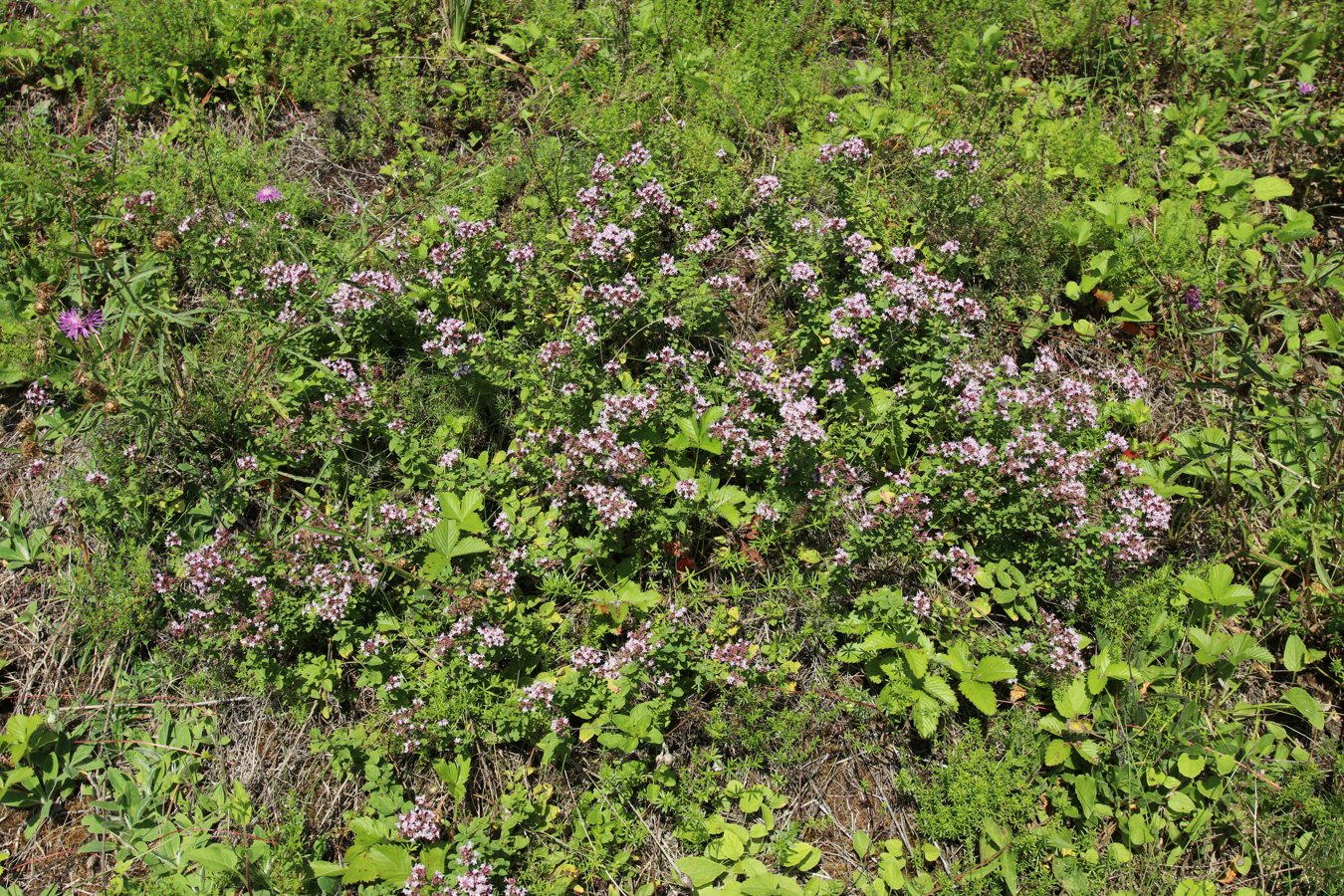 Изображение особи Origanum vulgare.