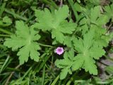 Geranium divaricatum