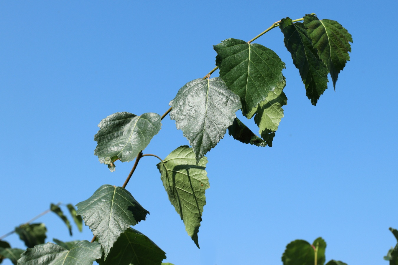 Image of Betula pendula specimen.