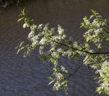 Смотреть изображение Padus avium