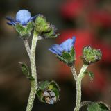 Paracynoglossum glochidiatum