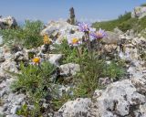 View full-size image Aster alpinus