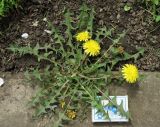 genus Taraxacum. Цветущее растение. Север Кубани, станица Шкуринская, сорное во дворе. 01.05.2011.