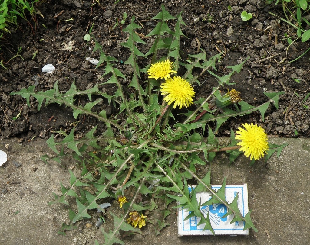 Image of genus Taraxacum specimen.