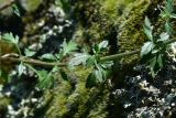 View full-size image Scrophularia rupestris