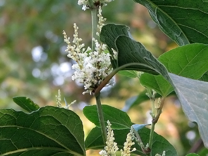 Изображение особи Reynoutria japonica.