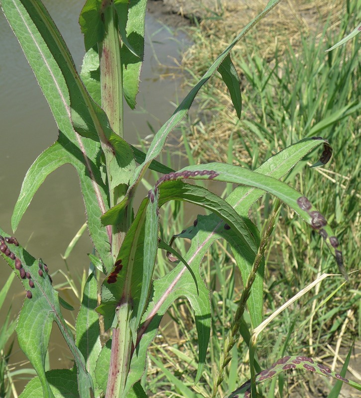 Image of Sonchus palustris specimen.