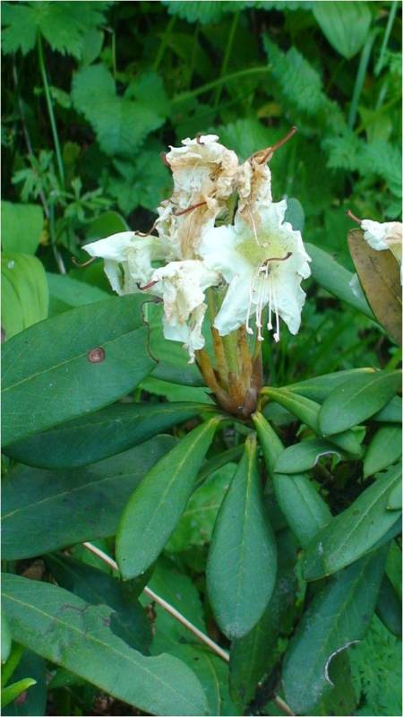 Image of Rhododendron caucasicum specimen.