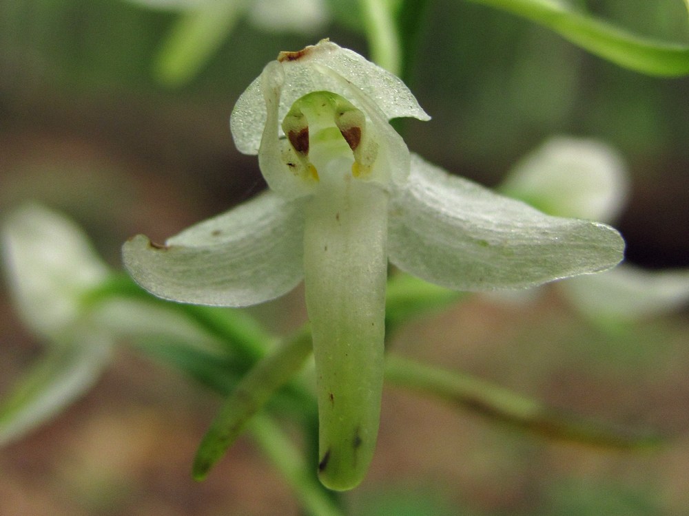 Изображение особи Platanthera &times; hybrida.