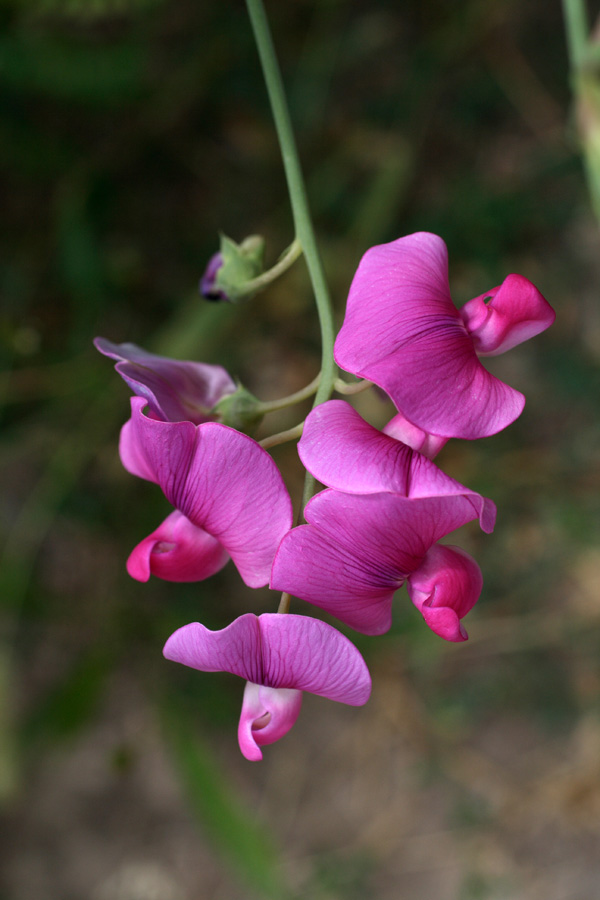 Image of Lathyrus latifolius specimen.