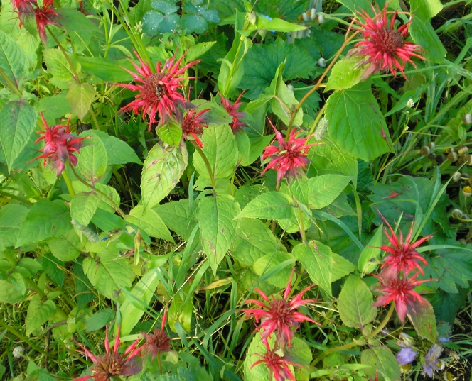 Изображение особи Monarda didyma.