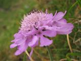 Scabiosa opaca. Соцветие. Украина, Закарпатская обл., Раховский р.н, 1800 м н.у.м., на каменистом склоне (locus classicus). 27 августа 2008 г.