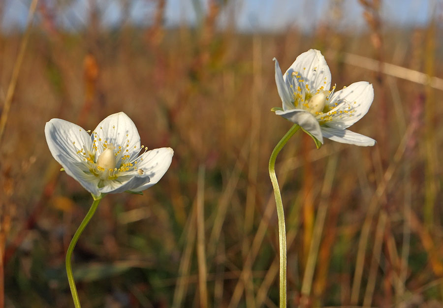 Изображение особи Parnassia palustris.