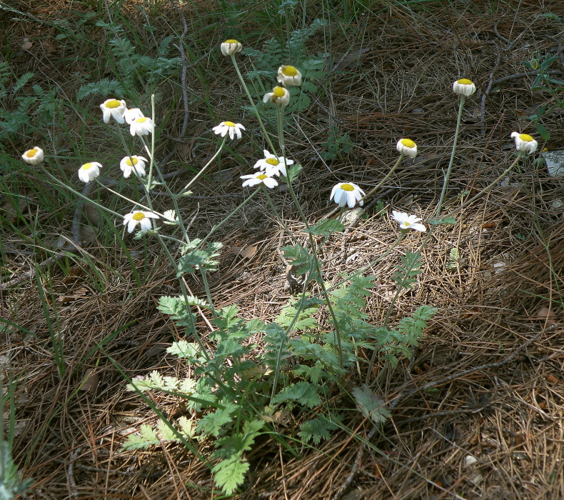 Изображение особи Pyrethrum poteriifolium.