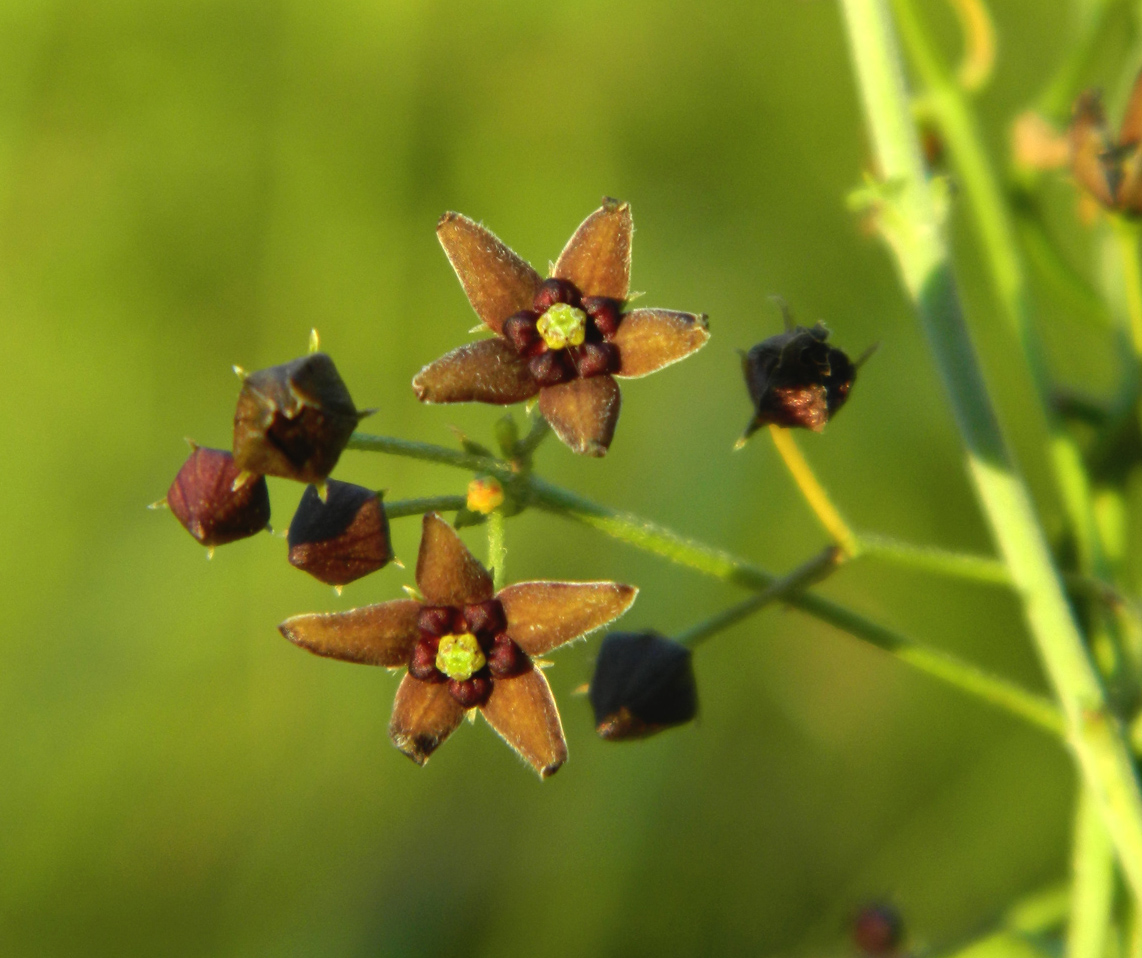 Image of Vincetoxicum scandens specimen.