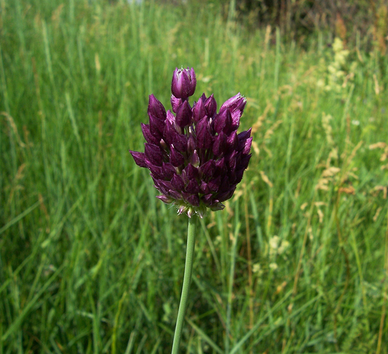 Изображение особи Allium rotundum.