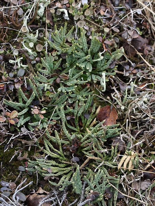 Image of Diphasiastrum alpinum specimen.