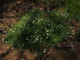 Gypsophila sericea