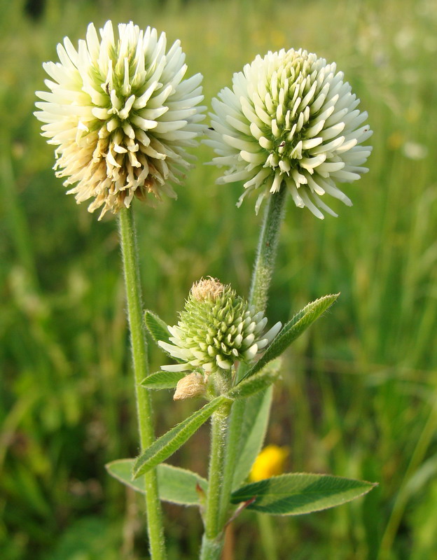 Image of Trifolium montanum specimen.