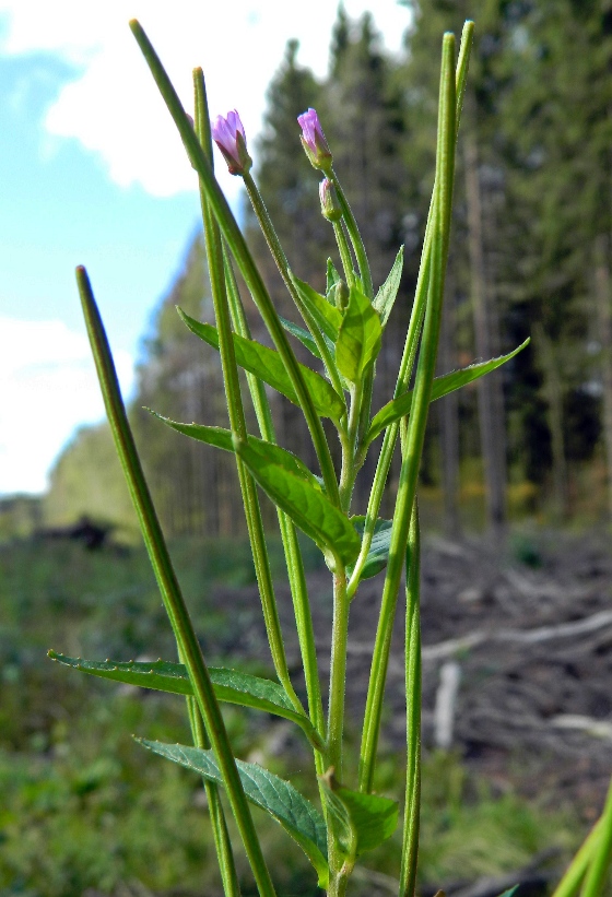 Изображение особи Epilobium adenocaulon.