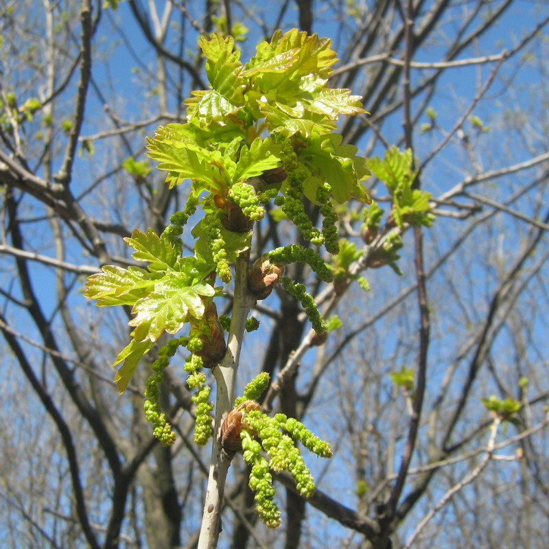 Image of Quercus robur specimen.