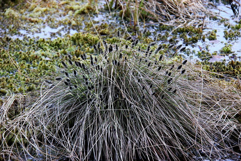 Image of Eriophorum vaginatum specimen.