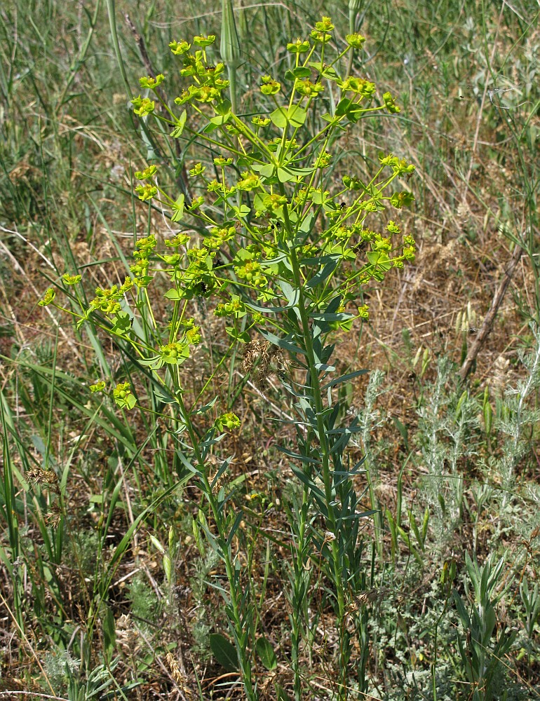 Изображение особи Euphorbia seguieriana.