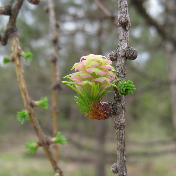 Изображение особи Larix sibirica.