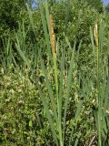 Typha latifolia. Цветущие растения. Саратовская обл., окр. г. Энгельс, заболоченный берег старичного озера. 10 июня 2011 г.