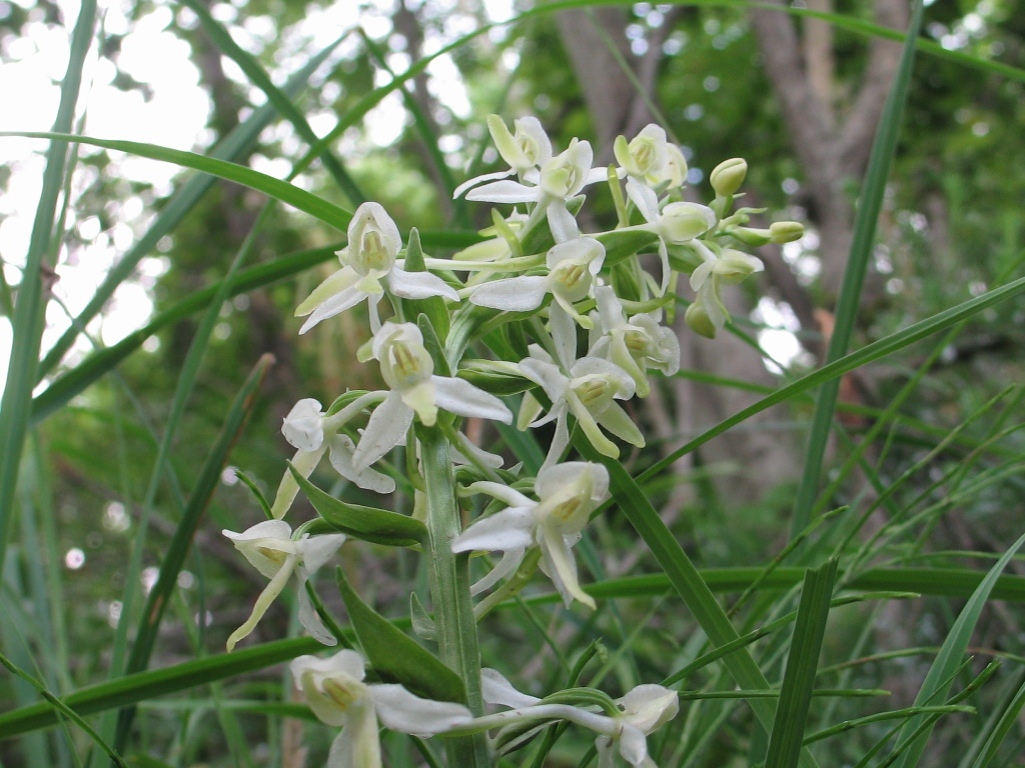 Изображение особи Platanthera metabifolia.