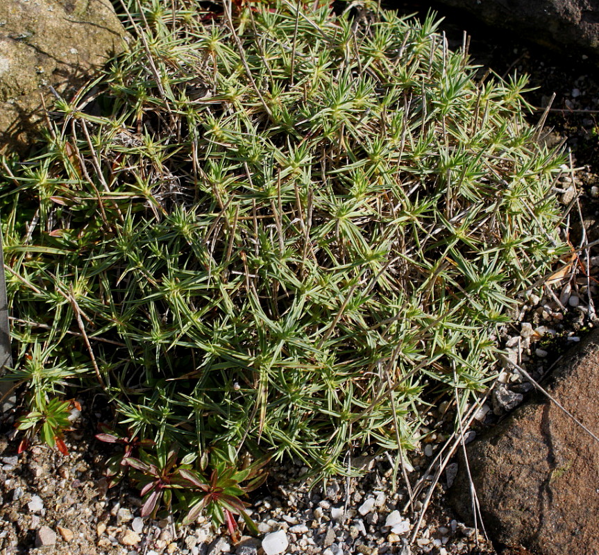 Изображение особи Dianthus cretaceus.