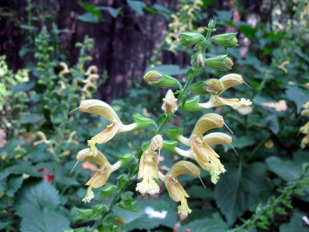 Image of Salvia glutinosa specimen.