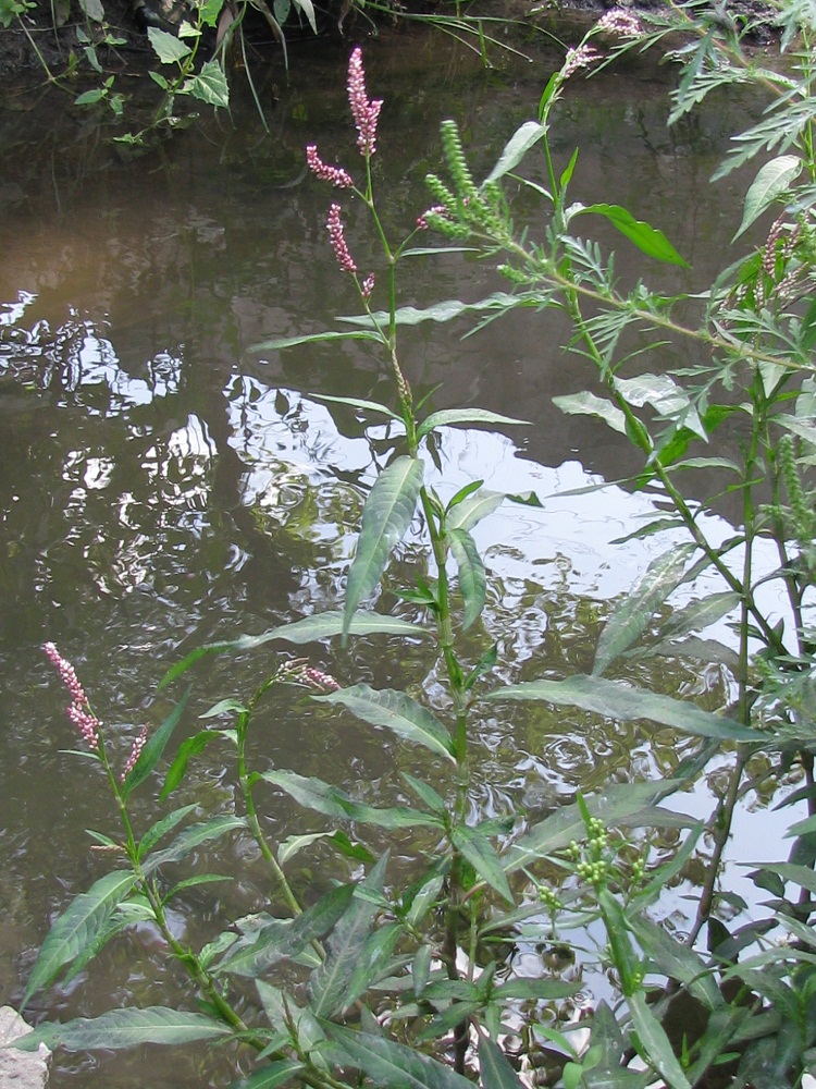 Image of Persicaria maculosa specimen.