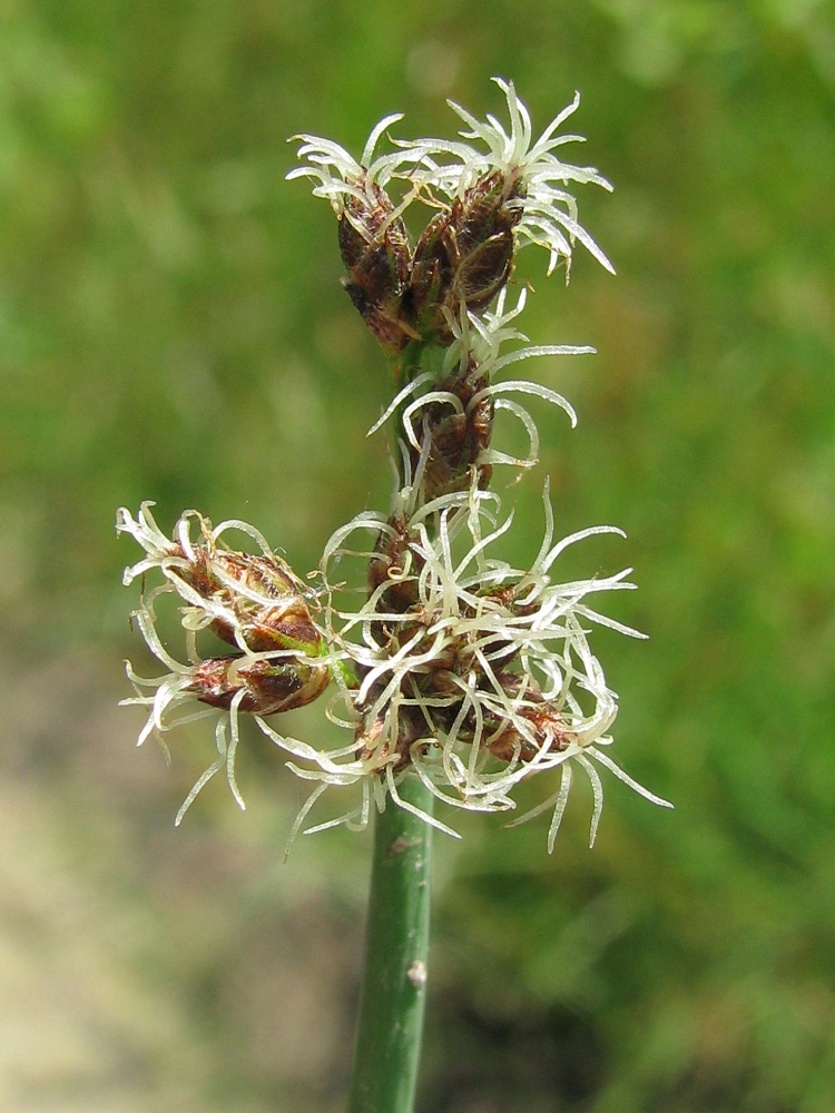 Image of Schoenoplectus tabernaemontani specimen.