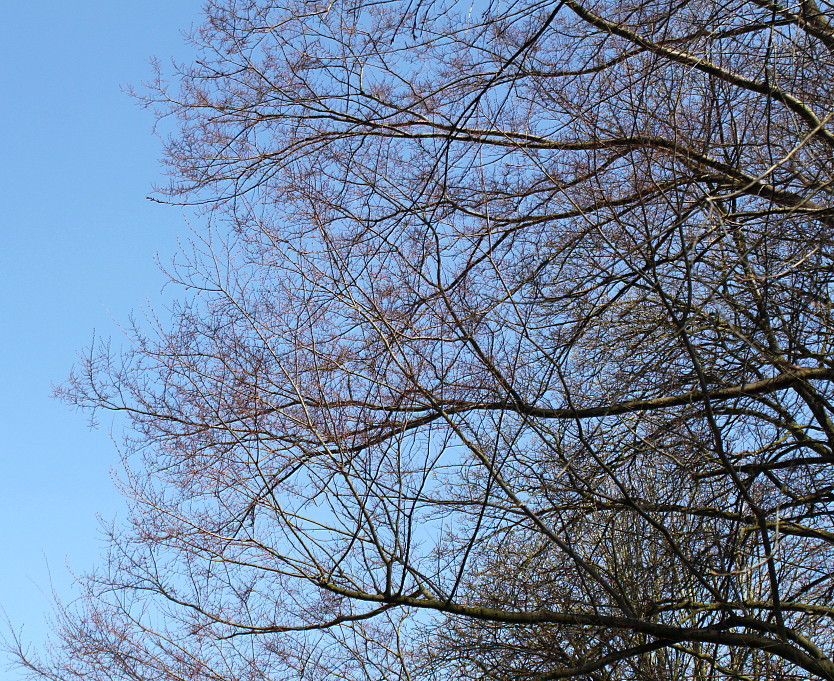 Image of Zelkova serrata specimen.