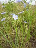 Смотреть изображение Linum amurense