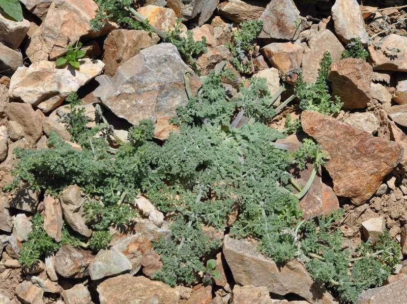 Image of Zosima absinthifolia specimen.