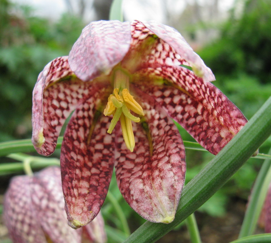 Image of Fritillaria meleagris specimen.