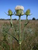 Dipsacus laciniatus. Верхушка цветущего растения. Ростовская обл., дельта Дона, Азовский р-н, окр. хутора Узяк. 18.07.2012.