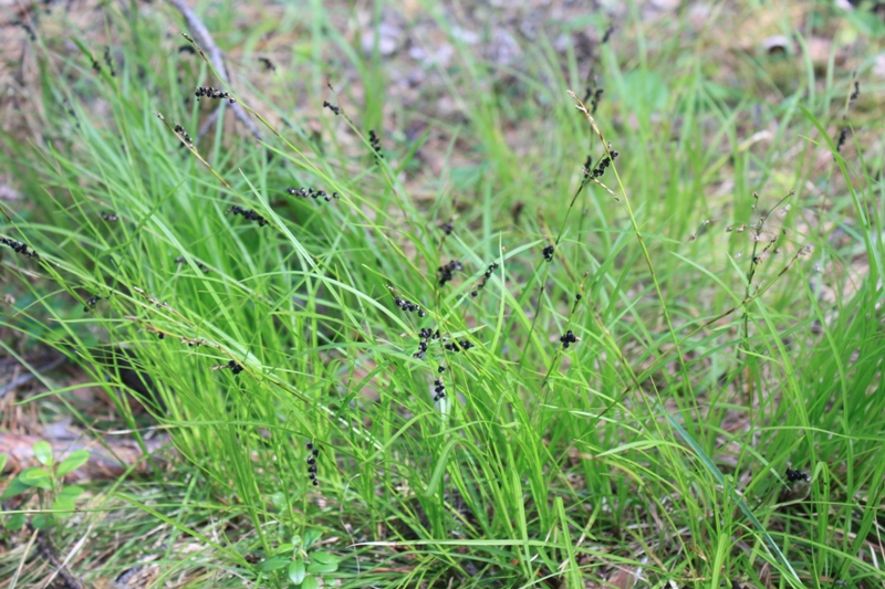 Image of genus Carex specimen.