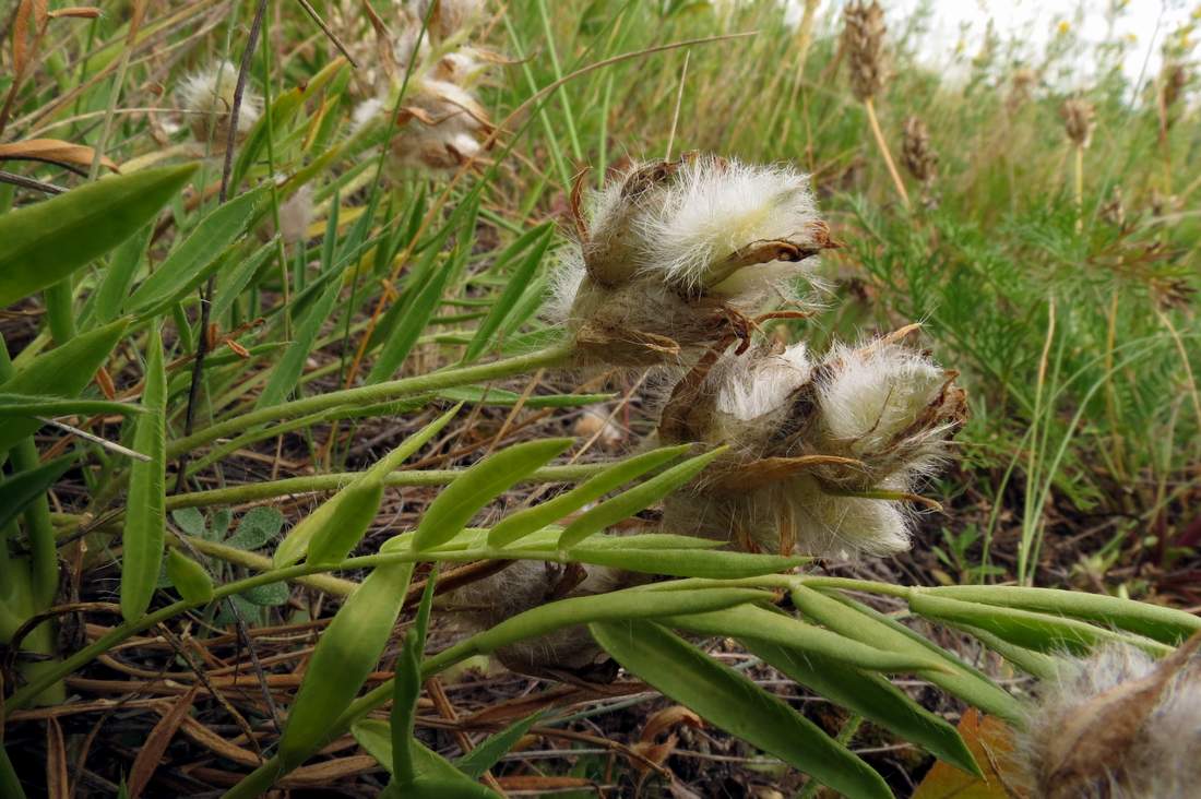 Изображение особи Oxytropis setosa.