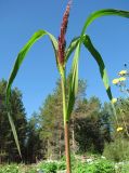 Echinochloa crus-galli. Верхушка растения с соцветием. Архангельская обл., Холмогорский р-н, окр. пос. Усть-Пинега, свалка. 28.08.2013.