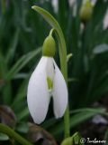 Galanthus plicatus