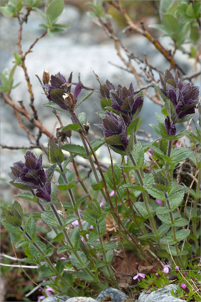 Изображение особи Bartsia alpina.