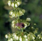 Rumex confertus