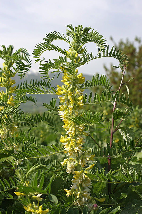 Image of Astragalus sieversianus specimen.