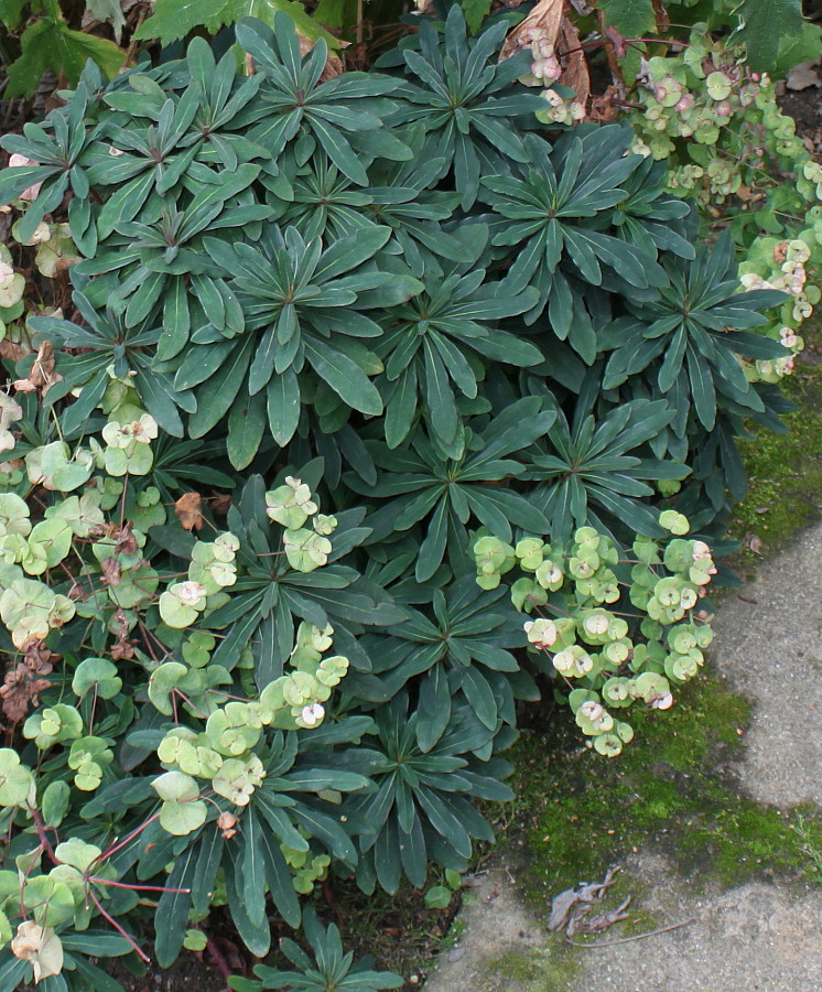 Изображение особи Euphorbia amygdaloides.