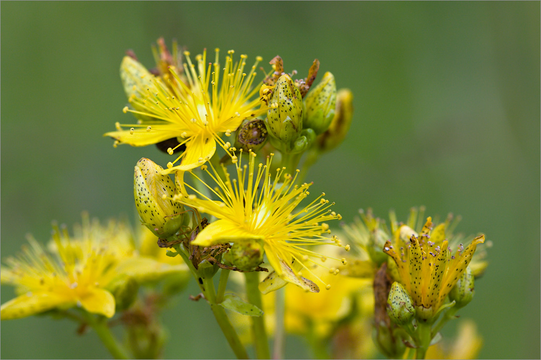 Image of Hypericum maculatum specimen.